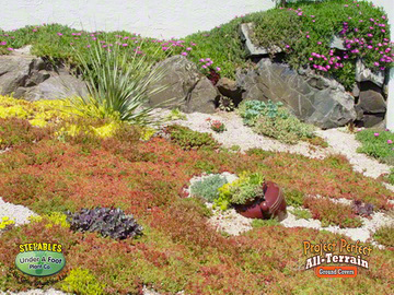 Sedum Coral Carpet rock garden2016411